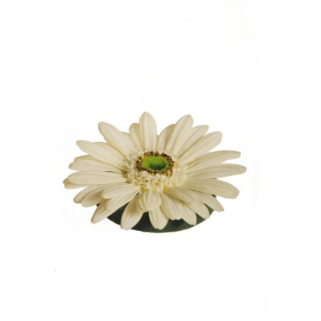 Lot de 24 - Gerbera artificiel flottant, D. 12,5 cm - blanc 