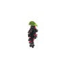Lot de 24 - Mini grappe artificielle de raisins ronds X108, 15 cm - bordeaux 