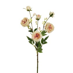 Lot de 24 - Tige artificielle de rose Austin X3, 67 cm - pêche fuchsia 