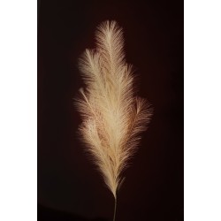 Lot de 12 - Branche artificielle de pampa, 113 cm - ivoire 