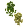 Lot de 12 - Buisson suspendu artificiel de syngonium impression 3D toucher réel X29, 46 cm - vert vert crème 
