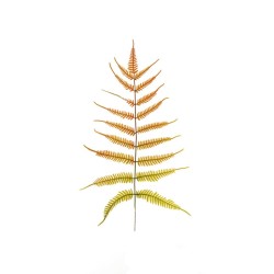 Lot de 36 - Feuille artificielle de fougère, 75 cm - orange vert clair 