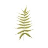 Lot de 36 - Feuille artificielle de fougère, 75 cm - vert 