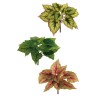 Lot de 12 - Buisson artificiel de caladium impression 3D toucher réel X12, 34 cm - vert clair marron fuchsia crème 