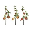 Lot de 24 - Tige artificielle de grenades X4, 70 cm - fuchsia jaune crème 