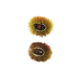 Lot de 24 - Bogue artificielle de châtaigne ouverte, 10 cm - marron vert clair 