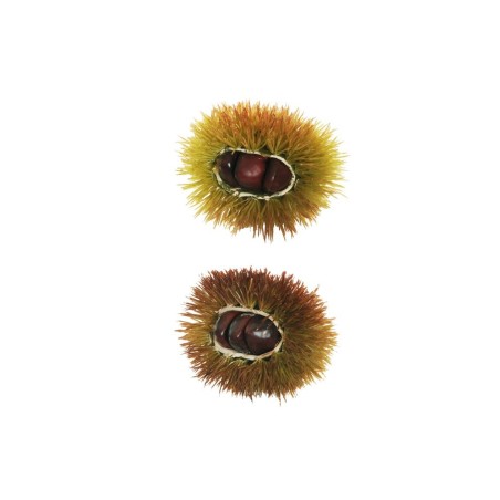 Lot de 24 - Bogue artificielle de châtaigne ouverte, 10 cm - marron vert clair 