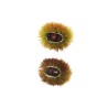 Lot de 24 - Bogue artificielle de châtaigne ouverte, 10 cm - marron vert clair 