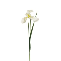 Lot de 12 - Iris artificiel toucher réel, 55 cm - crème 