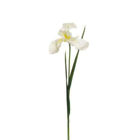 Lot de 12 - Iris artificiel toucher réel, 55 cm - crème 
