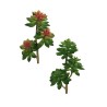Lot de 12 - Branche artificielle d'echeveria, 36 cm - vert vert bordeaux 