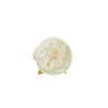 Lot de 384 - Tête artificielle de rose Austin, D. 10 cm - crème 
