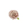 Lot de 384 - Tête artificielle de rose Austin, D. 10 cm - rose clair écru 