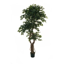 Lot de 2 - Plante artificielle de ficus benjamina multi-troncs spiralé en pot, 210 cm - vert 