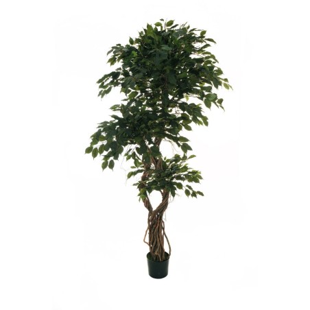 Lot de 2 - Plante artificielle de ficus benjamina multi-troncs spiralé en pot, 210 cm - vert 