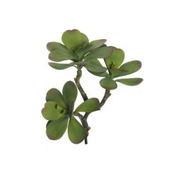 Lot de 6 - Branche artificielle de cotyledon, 37 cm - vert bordeaux 