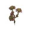 Lot de 6 - Branche artificielle d'aeonium, 30 cm - mauve vert 