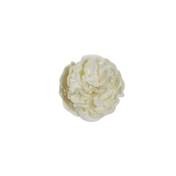 Lot de 480 - Tête artificielle de pivoine, D. 9-10 cm - crème ivoire 