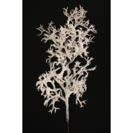 Lot de 12 - Branche artificielle de manzanita enneigée, 83 cm - blanc marron 