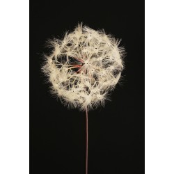 Lot de 12 - Pissenlit artificiel géant D. 20 cm, 87 cm - blanc 