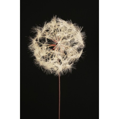 Lot de 12 - Pissenlit artificiel géant D. 20 cm, 87 cm - blanc 