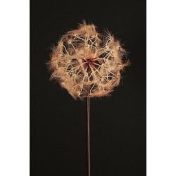 Lot de 12 - Pissenlit artificiel géant D. 20 cm, 87 cm - marron clair 