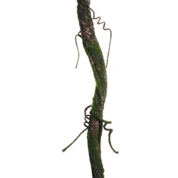 Lot de 20 - Liane artificielle avec branchages et mousse, 180 cm - marron vert 