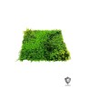 Lot de 5 - Tapis artificiel de peperomia et fougère anti-UV, 100 x 100 cm - vert 