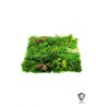 Lot de 5 - Tapis artificiel de fougère et mini érable anti-UV, 100 x 100 cm - mix 