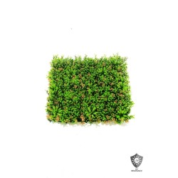 Lot de 20 - Tapis artificiel de buis mini feuilles anti-UV, 50 x 50 cm - vert rose 