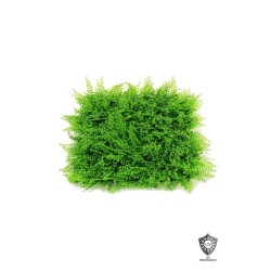 Lot de 20 - Tapis artificiel de peperomia et cyprès anti-UV, 50 x 50 cm - vert 