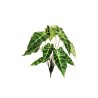Lot de 12 - Buisson artificiel d'alocasia toucher réel impression 3D X10, 40 cm - vert foncé crème 