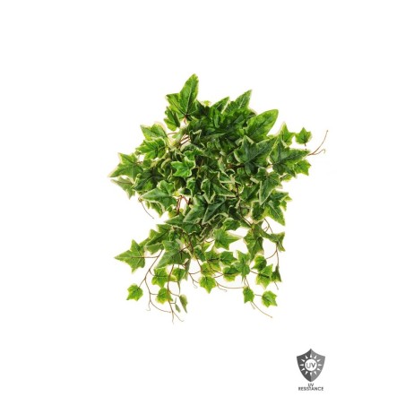 Lot de 12 - Buisson suspendu artificiel de lierre toucher réel impression 3D anti-UV X11, 56 cm - panaché 