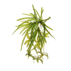 Lot de 12 - Buisson artificiel de chlorophytum X5 toucher réel, 60 cm - vert crème 