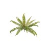 Lot de 12 - Buisson artificiel de fougère asplenium caoutchouc X14, 60 cm - vert 