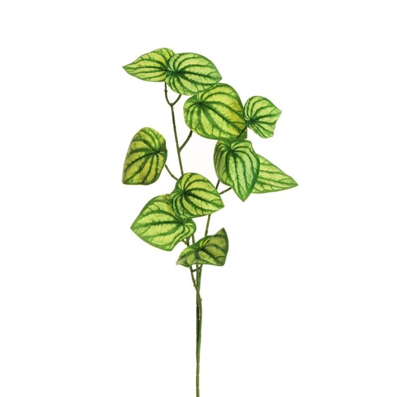 Lot de 24 - Tige artificielle de peperomia toucher réel impression 3D X3, 80 cm - vert crème 