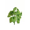 Lot de 24 - Buisson artificiel de peperomia toucher réel impression 3D X15, 33 cm - vert crème 