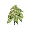 Lot de 24 - Buisson artificiel d'alocasia toucher réel X18, 60 cm - vert rose crème 