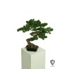 Lot de 4 - Bonsaï artificiel de pin Ming anti-UV en pot rectangulaire, 50 cm - vert 
